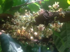 cocoa flowers